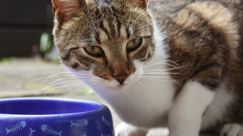 Warum Verbraucher bei Billig- Plattformen einkaufen