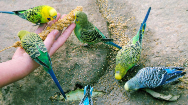 Vögel im goldenen Käfig