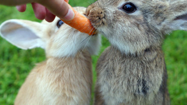 Das passende Tier finden
