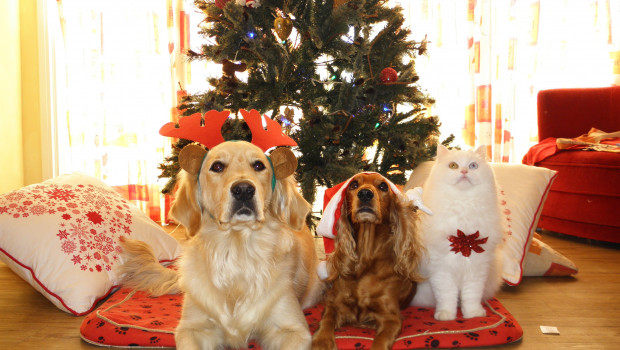 Fast 70 Prozent besorgen ihrem Haustier selbst ein Geschenk zu Weihnachten. Bild: Pixabay, OliverRomero
