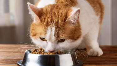 Mera erhebt Studie mit Katzenhaltern