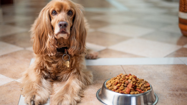 Wissenschaftler haben die Ernährungsformen von Hunden untersucht.