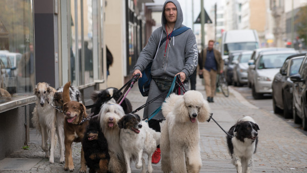 Hunde spielen eine entscheidende Rolle in dem neuen Kinofilm.