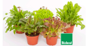 PetSnack-Futterpflanzen: Bio, natürlich
