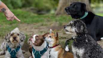 Lehrgang führt zum Traumjob Hundetrainer