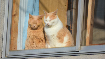 Katzen kosten deutlich mehr als Hunde