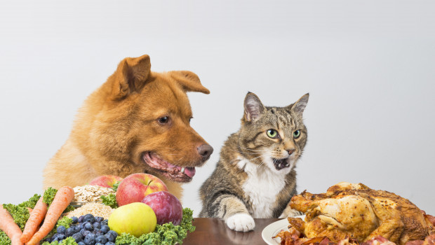  PET worldwide 