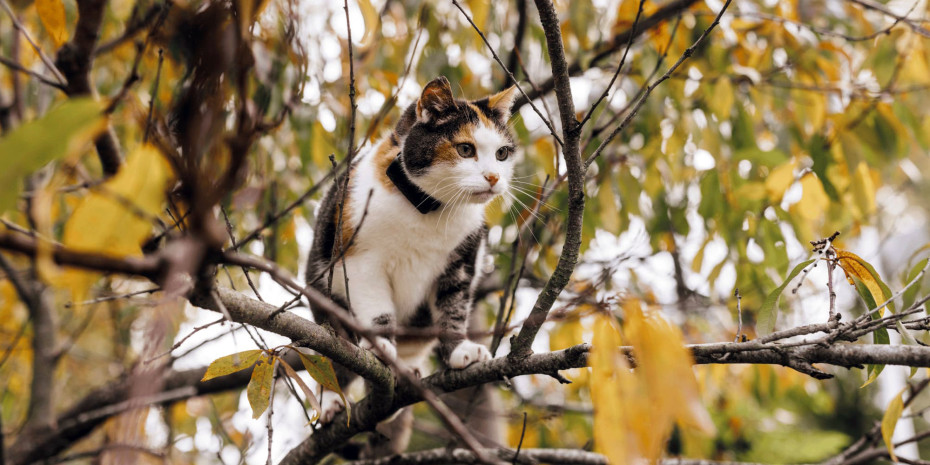 Daten über individuelle Verläufe: Ein GPS-Tracker am Halsband einer Freigänger-Katze lokalisiert das Tier nicht nur, es leistet mittlerweile auch noch so viel mehr als digitaler Alltagsbegleiter.
