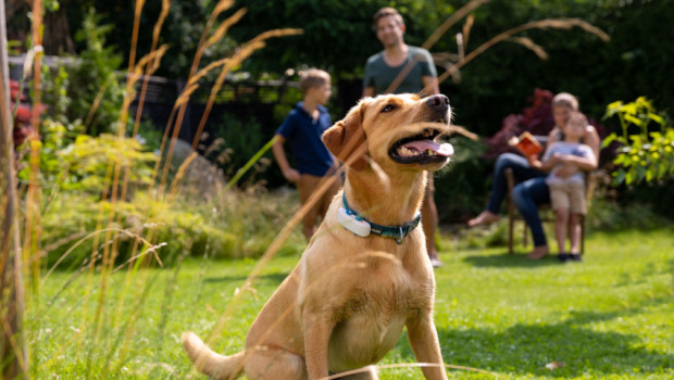 Der GPS-Tracker von Tractive gilt in der Heimtierbranche als Marktführer.