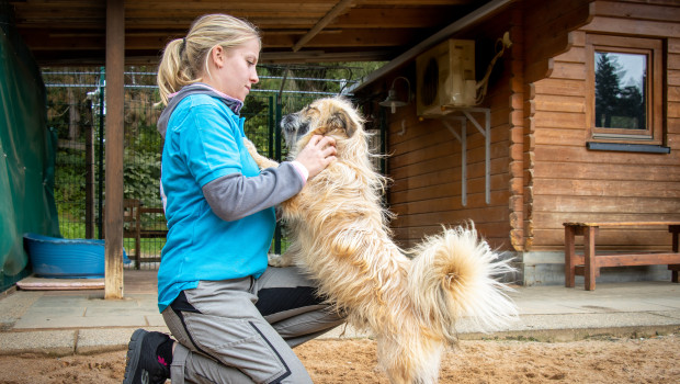 In den Tierheimen wurden und werden immer mehr Hunde mit erhöhtem Betreuungsaufwand aufgenommen und versorgt.