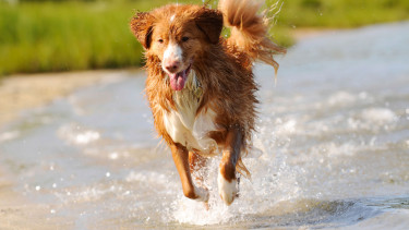 Außergewöhnlichster Hund gesucht