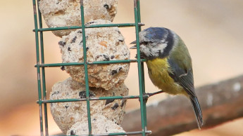 Manche Vogelarten stürzen ab