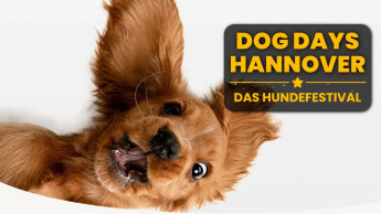 Ein Hundefest im Juli