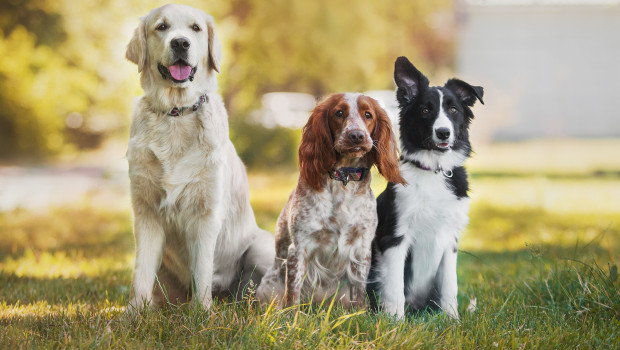 Die Deutschen scheinen sich bei der Auswahl ihrer Hunde stark nach der Familientauglichkeit zu orientieren.