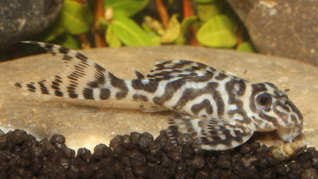 Dieser Harnischwels ist mit zwölf Zentimetern innerhalb der Gattung Hypancistrus eine eher klein bleibende Art und zeichnet sich durch einen hohen Weißanteil aus. Foto: WZF/Daniel Konn-Vetterlein