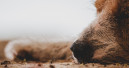 The Nutriment Company expandiert nach Spanien