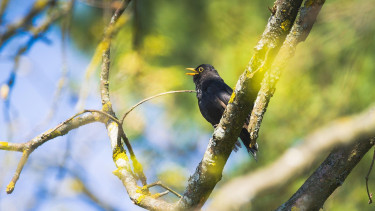 Nabu ruft zur Vogelzählung auf