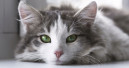 Katze bleibt das beliebteste Heimtier Deutschlands
