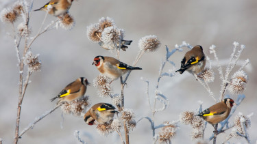 Weniger Vögel –  weniger Umsatz