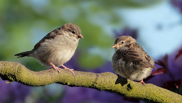 Vogelzählung