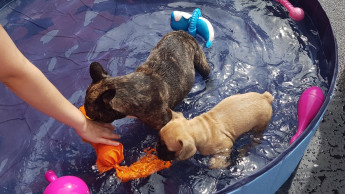 Zoo & Co. Würzburg feierte Hunde-Beachparty