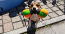 Hunde-Beachparty bei Zoo & Co. Haubensak