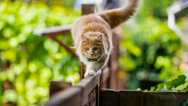 Freigang bedeutet für Hauskatzen anscheinend selten dauerndes Umherstreifen. Freigang bedeutet für Hauskatzen anscheinend selten dauerndes Umherstreifen.