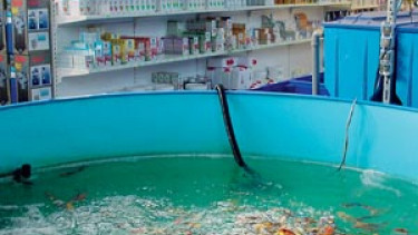 Tendenz: große Filter, schöne Fische