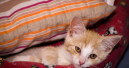 Erneut Kätzchen zum Verkauf bei Cats & Pets