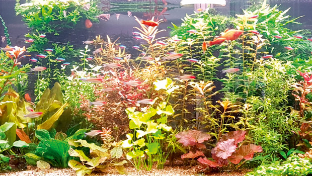 Filtas, Aquarienpflege
