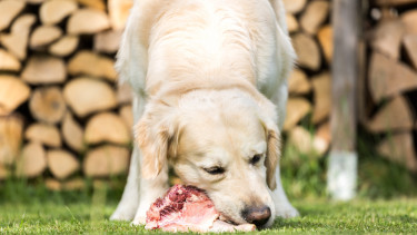 Barf-Studie erhitzt die Gemüter