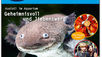 Aquaristik für Kids & Teens