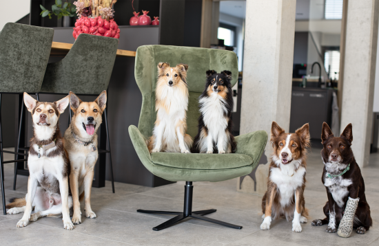 Fox4Pets Fox4Pets