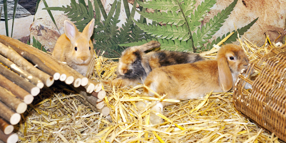 Produkte für Nager, Kölle Zoo München
