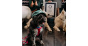 James Wellbeloved stellt Guinness World Record auf