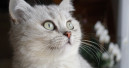 Kastrationspflicht für Katzen 