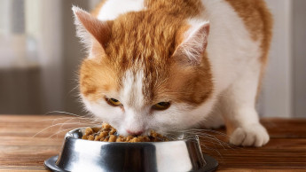 Mera erhebt Studie mit Katzenhaltern