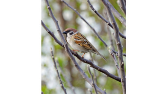 Stunde der Wintervögel