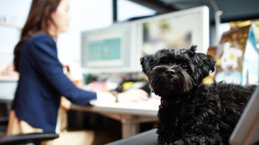 Heute ist Bürohundetag!
