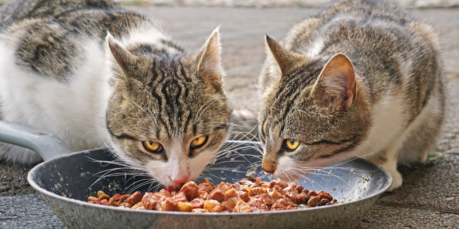 Katzen fressen, was sie kriegen. Ob gut oder nicht, testet die Stiftung Warentest.