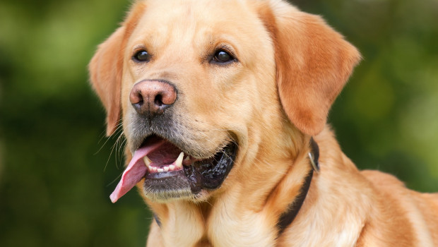 Viele Attraktionen für Hundefreunde werden in Dortmund erwartet.