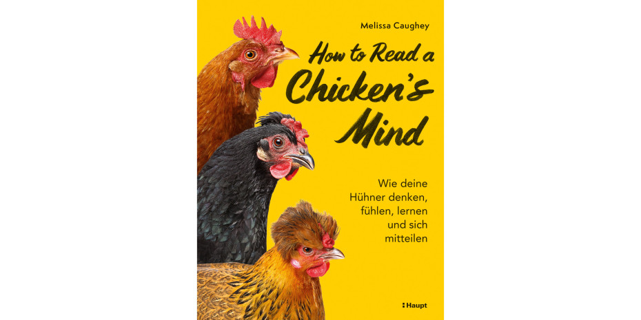 How to read a chickens’s mind How to read a chickens’s mind