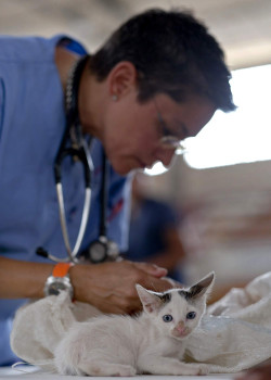 Der europäische Verband für Tiergesundheit (IFAH-Europe) Der europäische Verband für Tiergesundheit (IFAH-Europe)