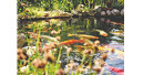 Exzellente Sichttiefe: Oase-Vliesfilter