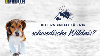 Bozita bietet Schlittenhunde-Abenteuer