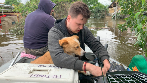 Mit Unterstützung von Peta rettet Animal Rescue Kharkiv Tiere aus überfluteten Ortschaften.
