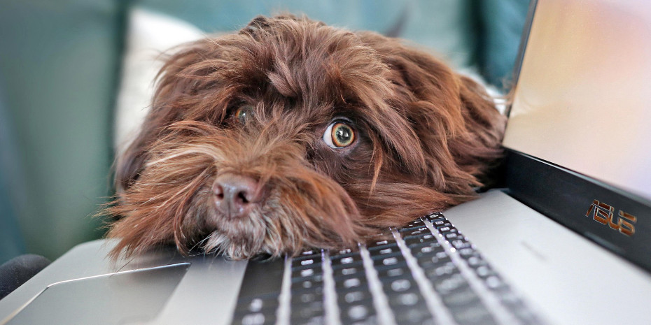 Das BVBH Qualitätssiegel Bürohund ist ein verbandliches Prüfzeichen, das belegt, dass ein funktionierender Bürohunde-Alltag in dem Unternehmen etabliert ist. Das BVBH Qualitätssiegel Bürohund ist ein verbandliches Prüfzeichen, das belegt, dass ein funktionierender Bürohunde-Alltag in dem Unternehmen etabliert ist.