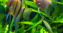 Die neue pet ist da