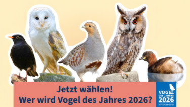 Wahl zum Vogel des Jahres 2026 startet