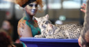 Fressnapf veranstaltet Katzenmesse